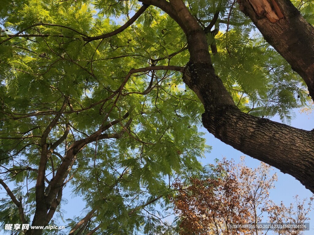 仰视葱郁树枝与蓝天