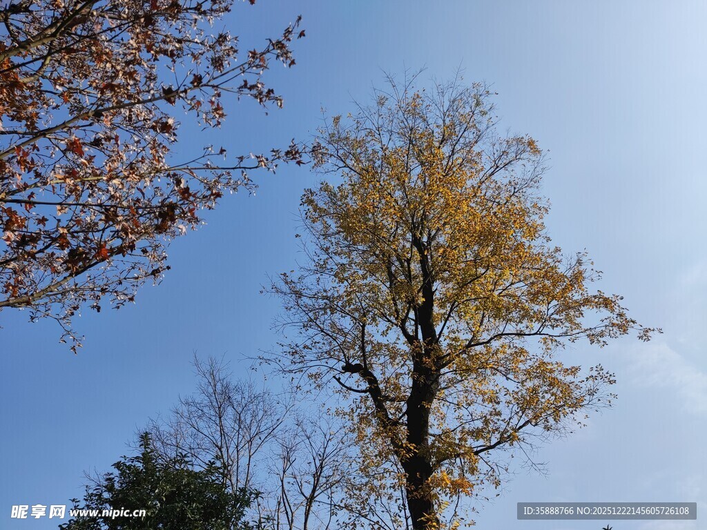 秋日挺拔树木映蓝天