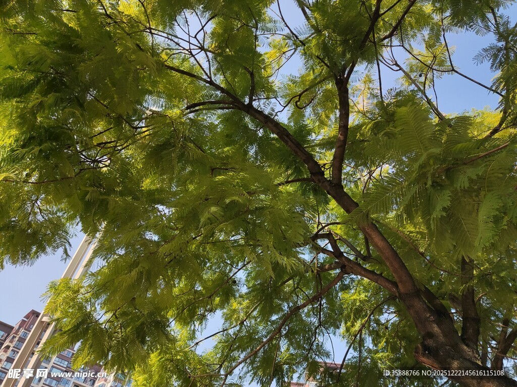 仰视葱郁树枝与蓝天