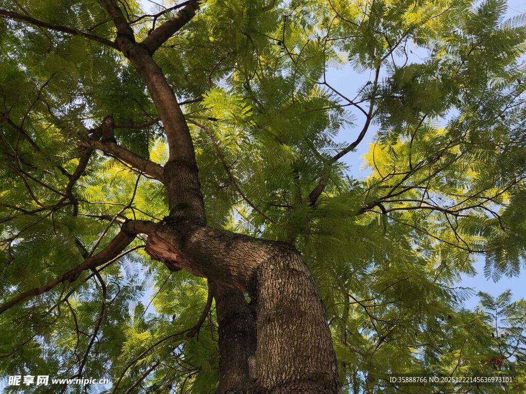 仰视葱郁大树树干枝叶