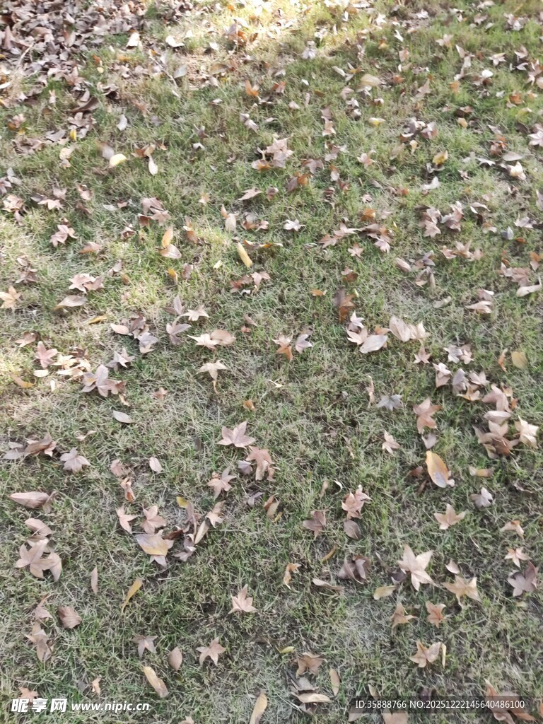 地面散落枯黄落叶景象