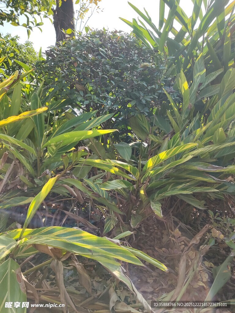 绿叶繁茂的热带植物景观