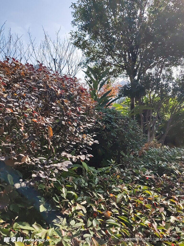 秋日园林植物景观