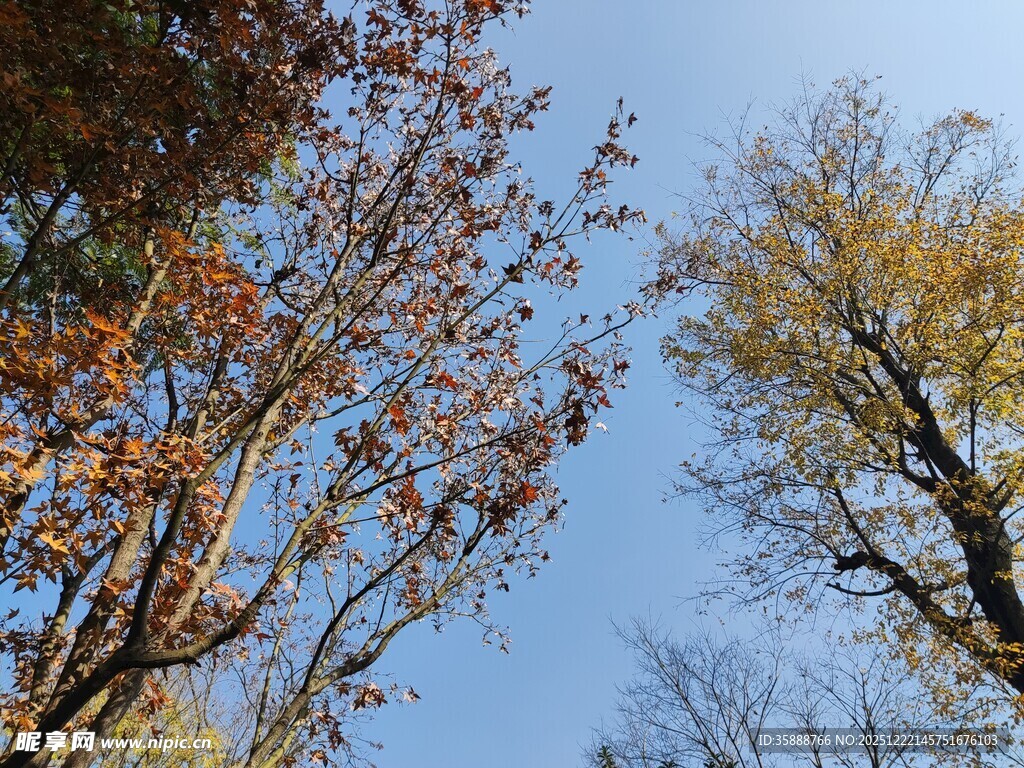 秋日树梢与蓝天美景