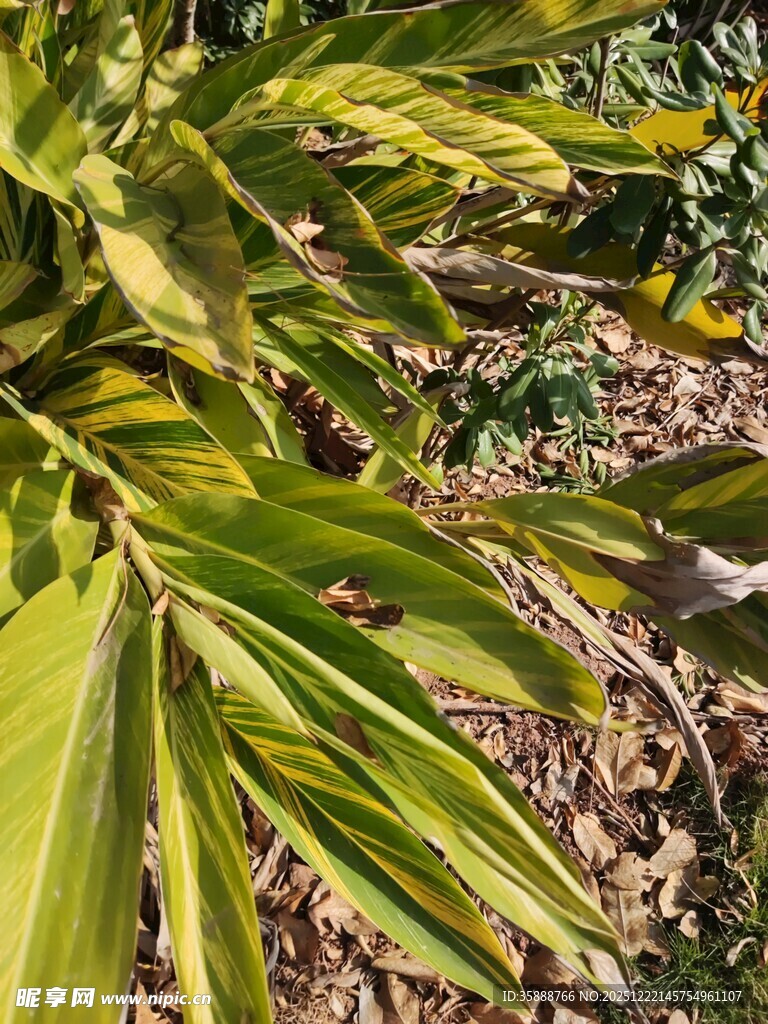 翠绿舒展的植物叶片