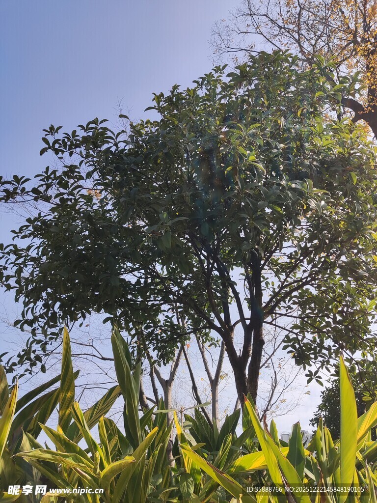 阳光下的绿树与植物