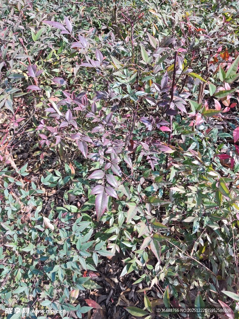 多彩斑斓的植物景观