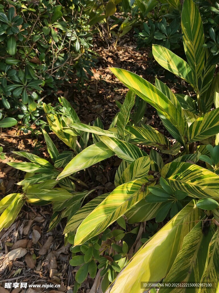 绿叶繁茂的植物景观