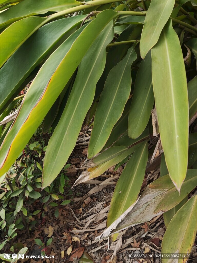 翠绿叶片的植物特写