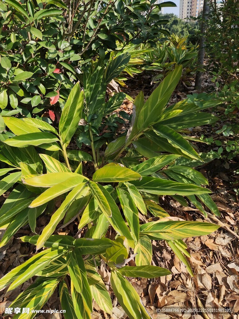 翠绿植物展现自然生机