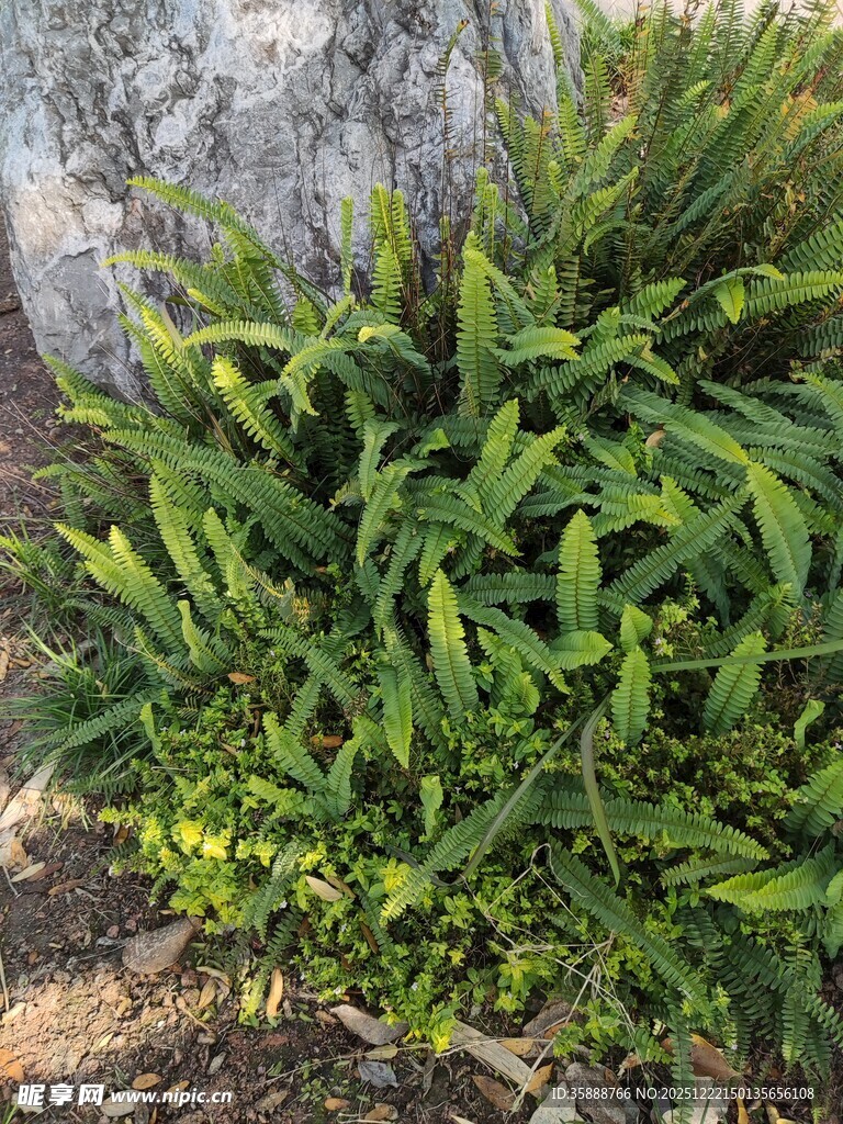 翠绿丛生植物特写