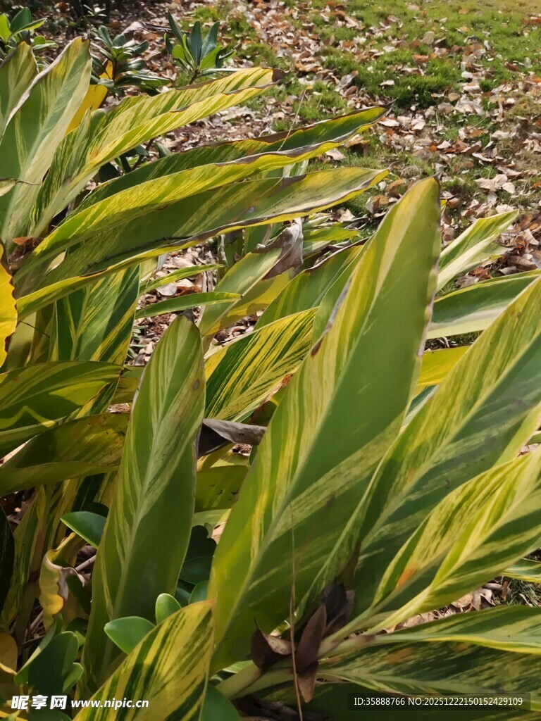 黄绿相间的斑斓叶片植物