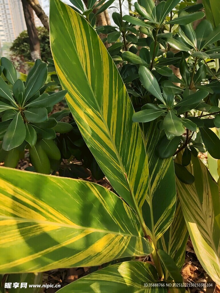 黄绿相间斑纹的独特叶片