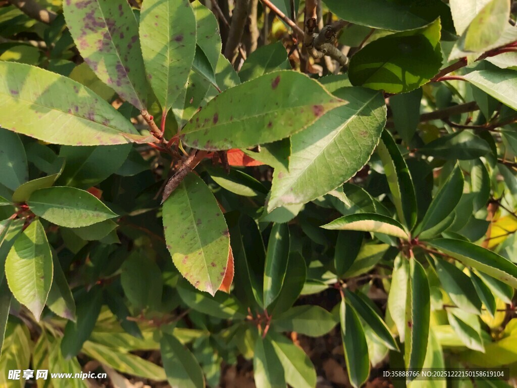 绿叶间的生机盎然