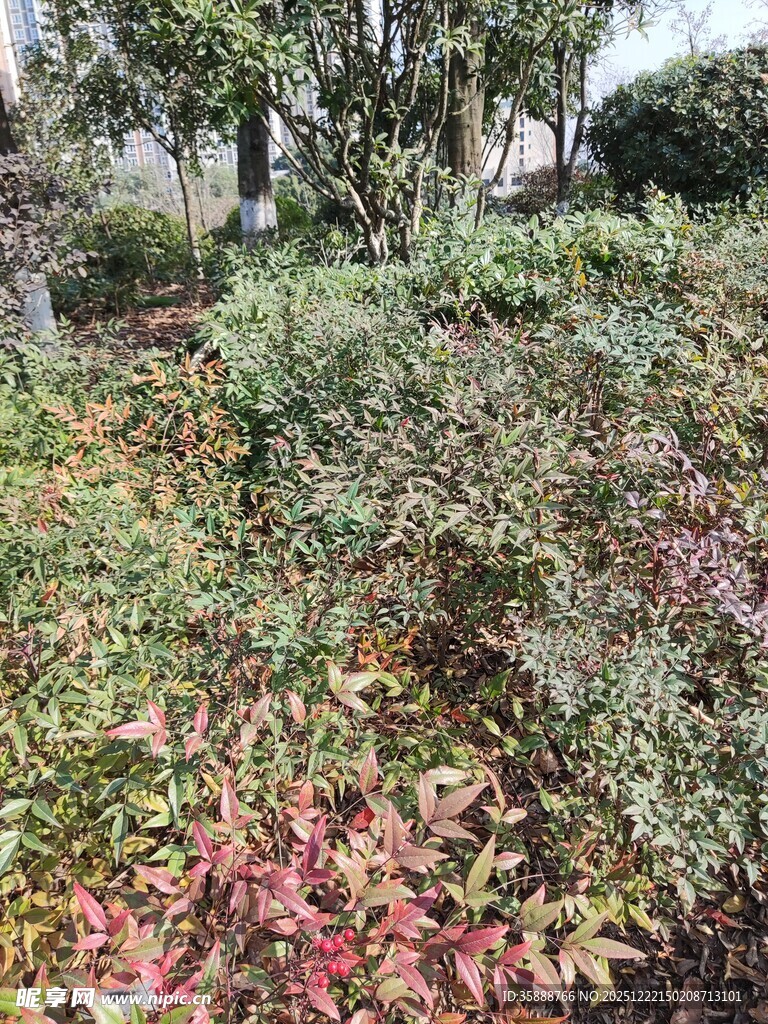 秋日多彩植物景观