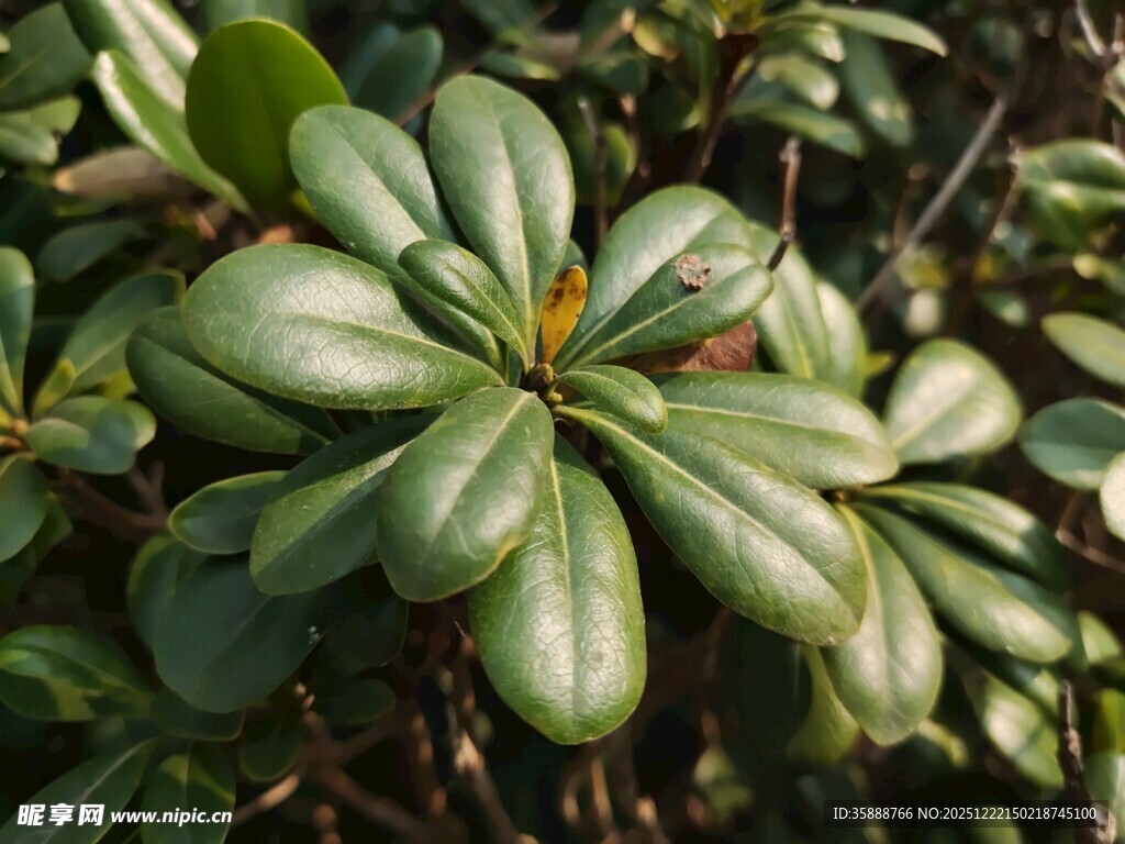 翠绿光泽的簇生植物叶片