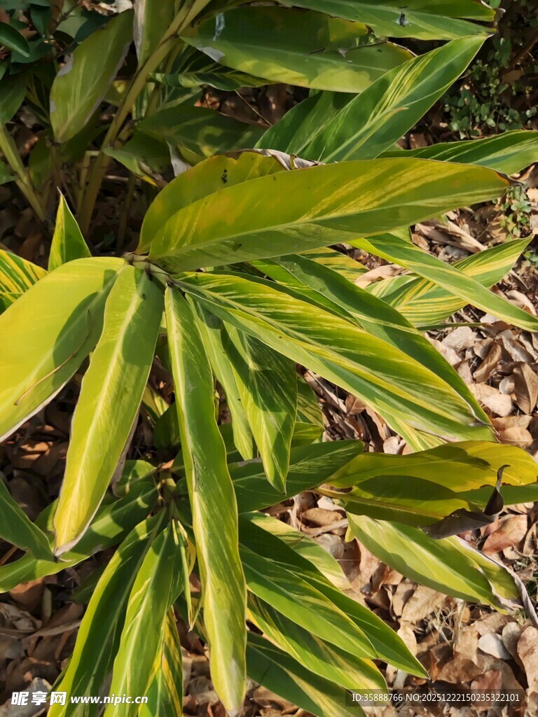 黄绿相间热带观叶植物