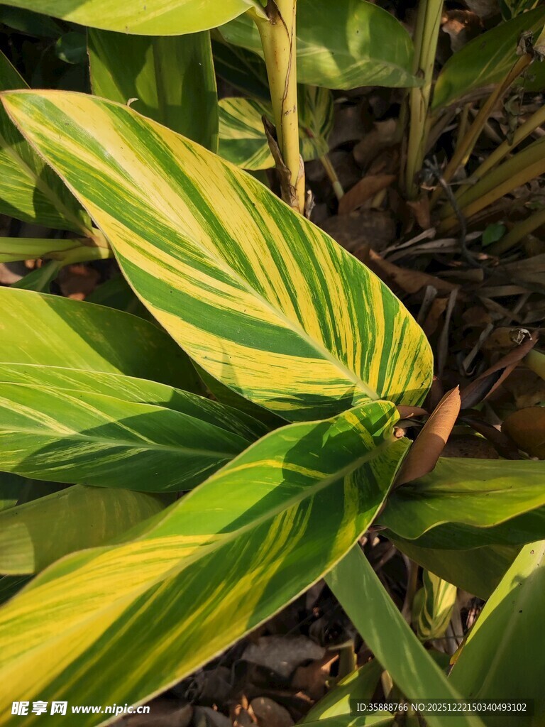 斑斓条纹叶片特写