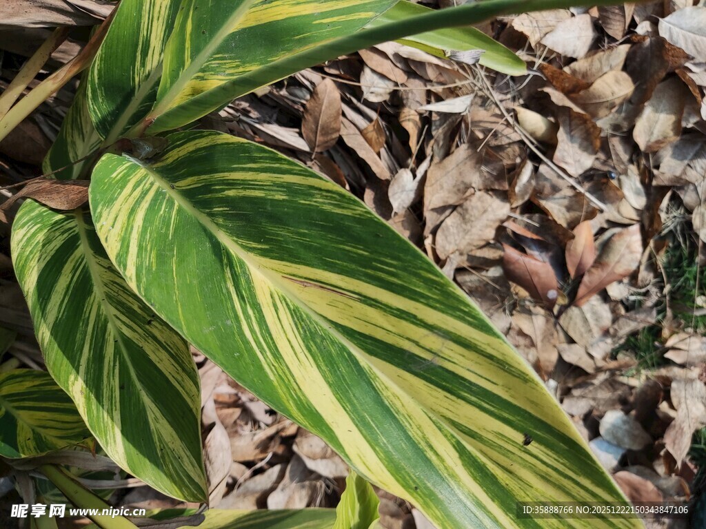 斑斓条纹叶片特写