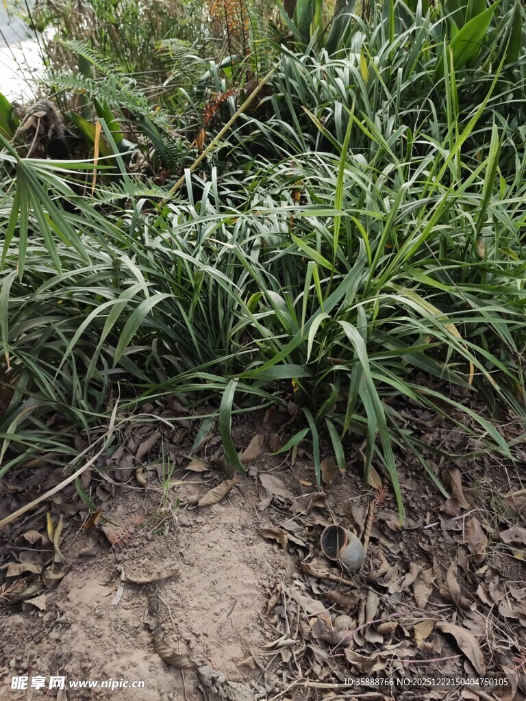 野外丛生的绿色草本植物