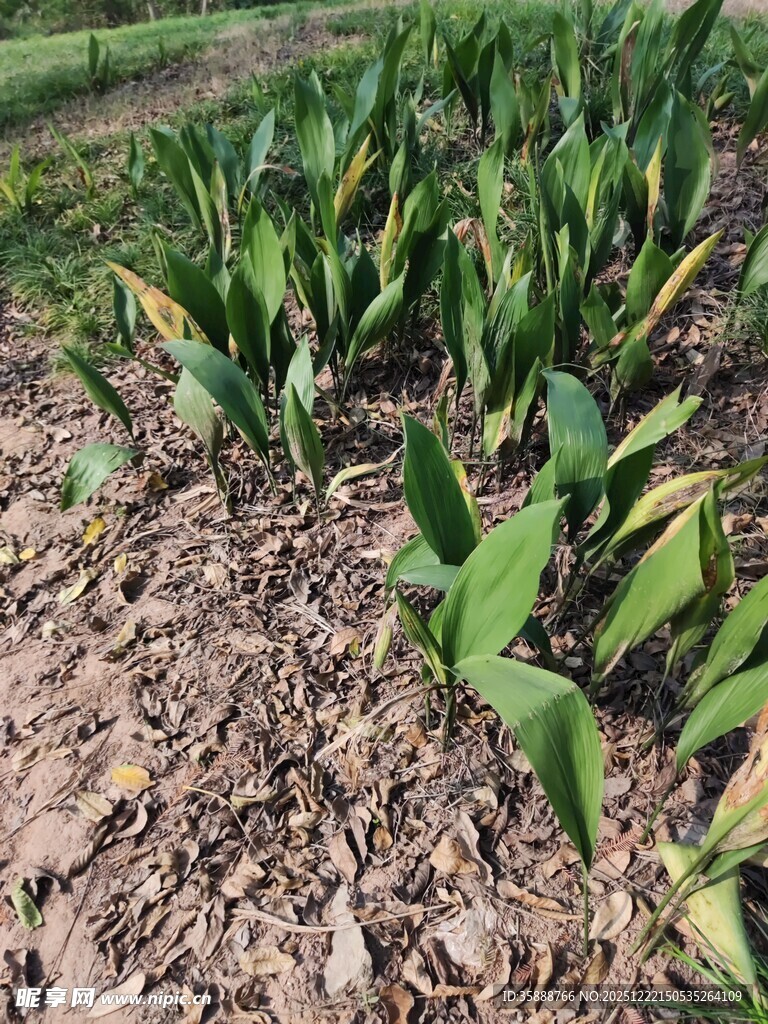 田间嫩绿玉米苗生长景象