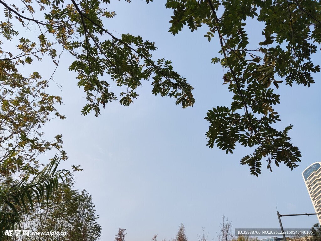 树梢间的晴朗天空