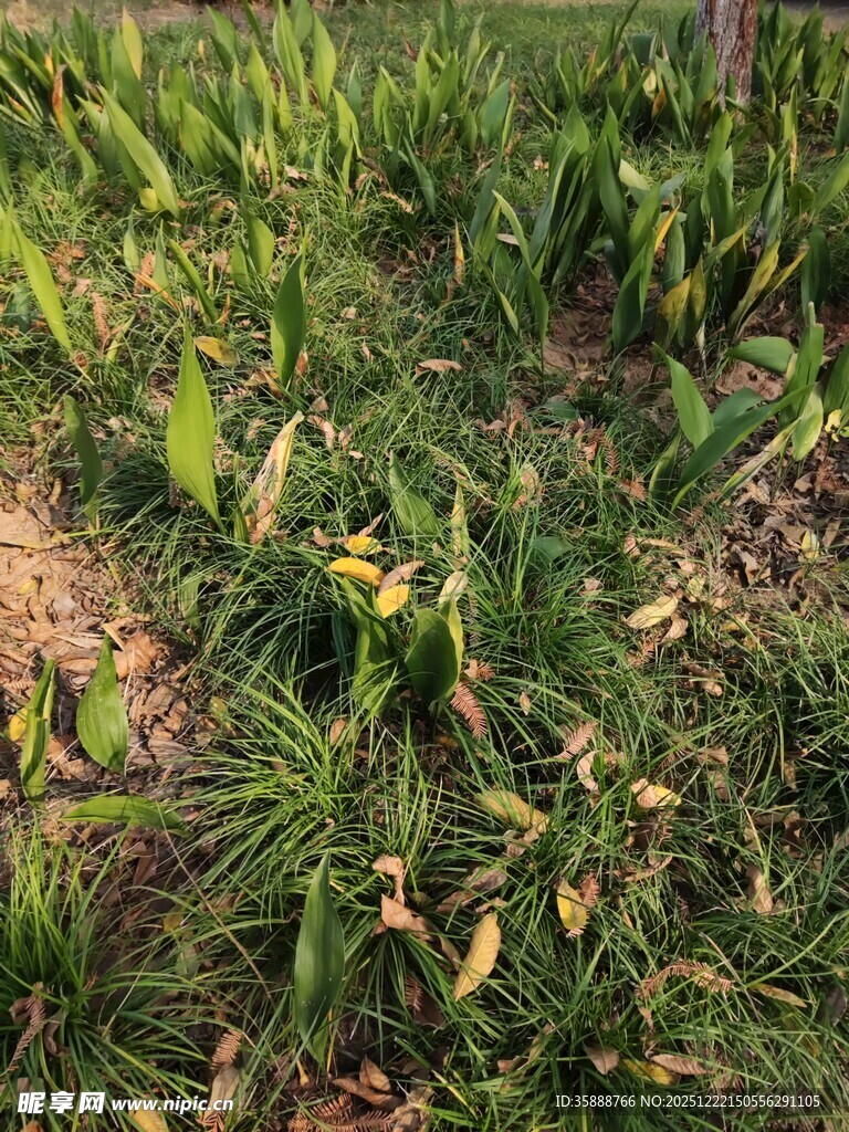 田野中的嫩绿植物与黄花