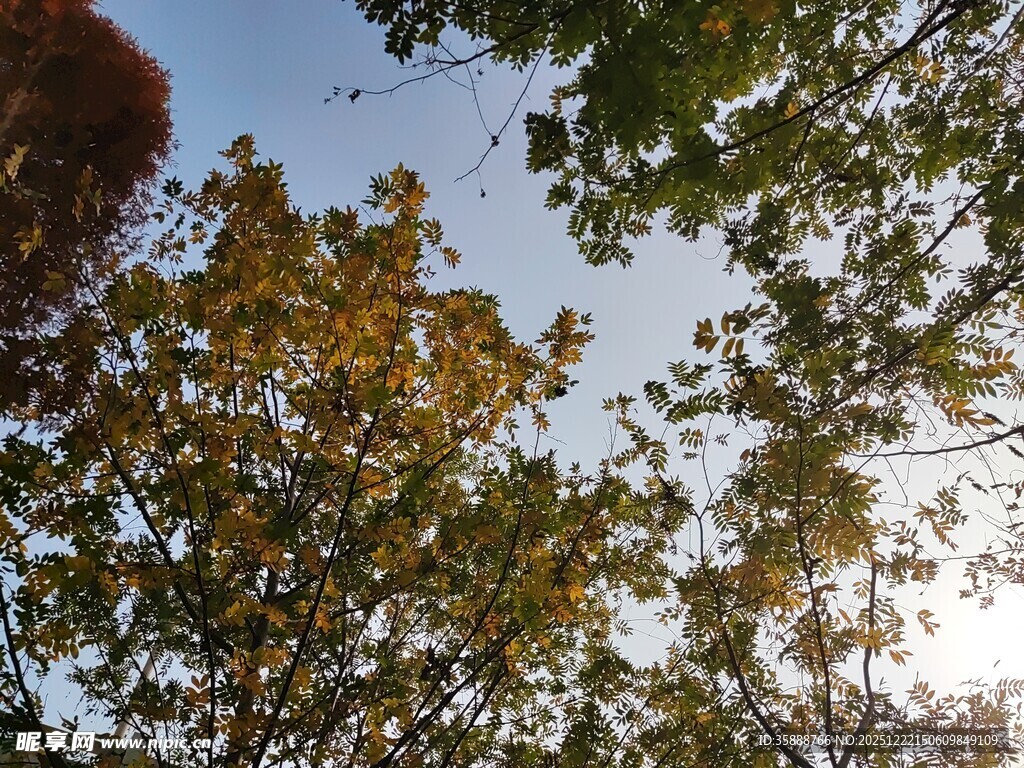 仰望秋日树梢与蓝天