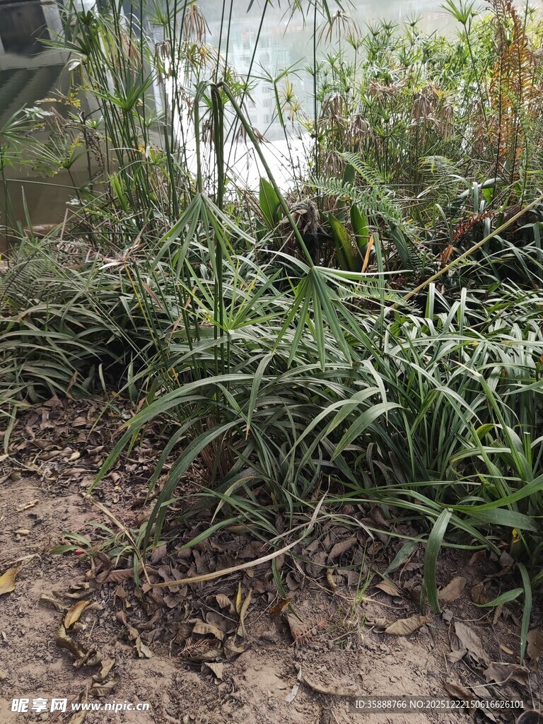 野外丛生的绿色植物