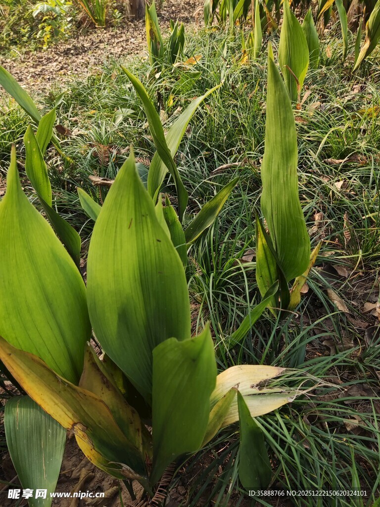 翠绿美人蕉植株特写