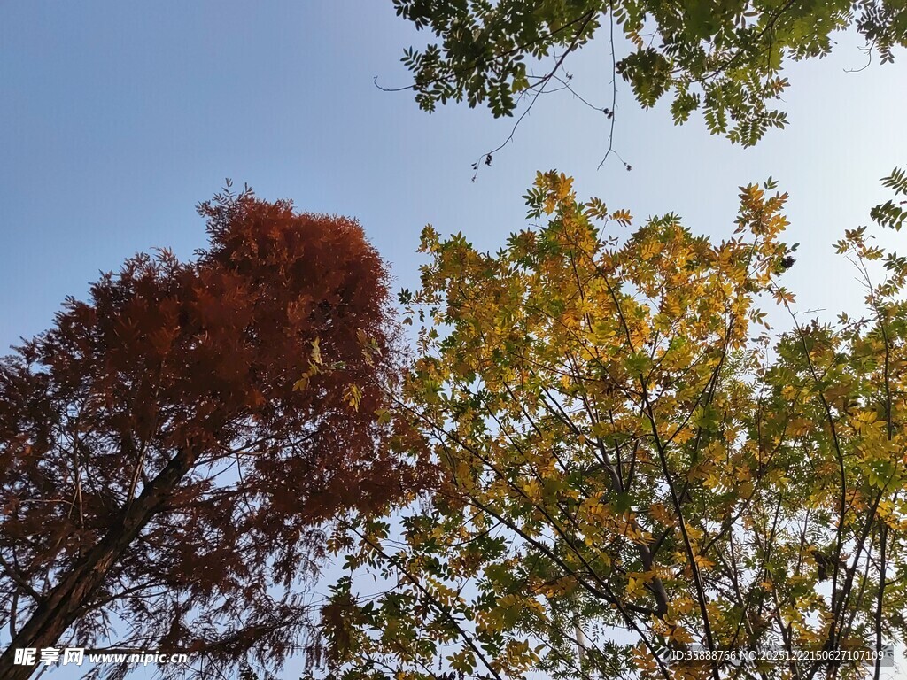 秋日多彩树木仰望视角