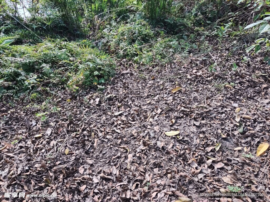 林间落叶覆盖的地面场景