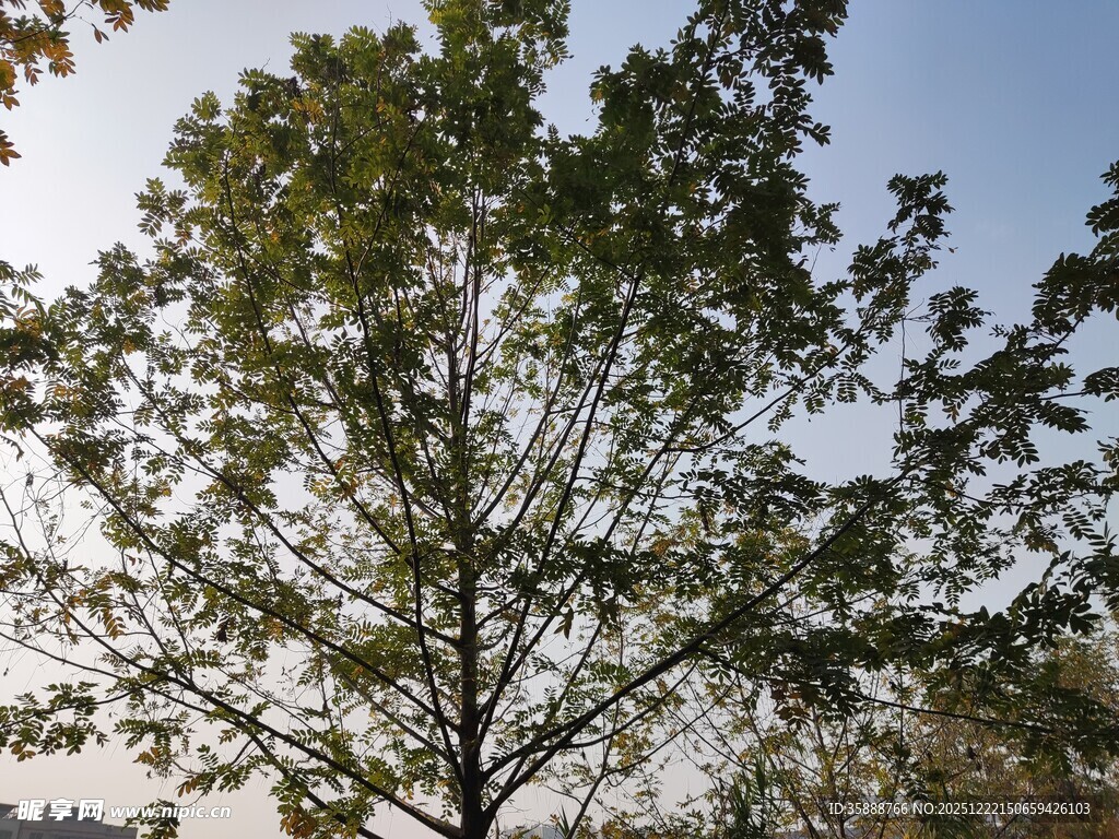 阳光下的绿树景观