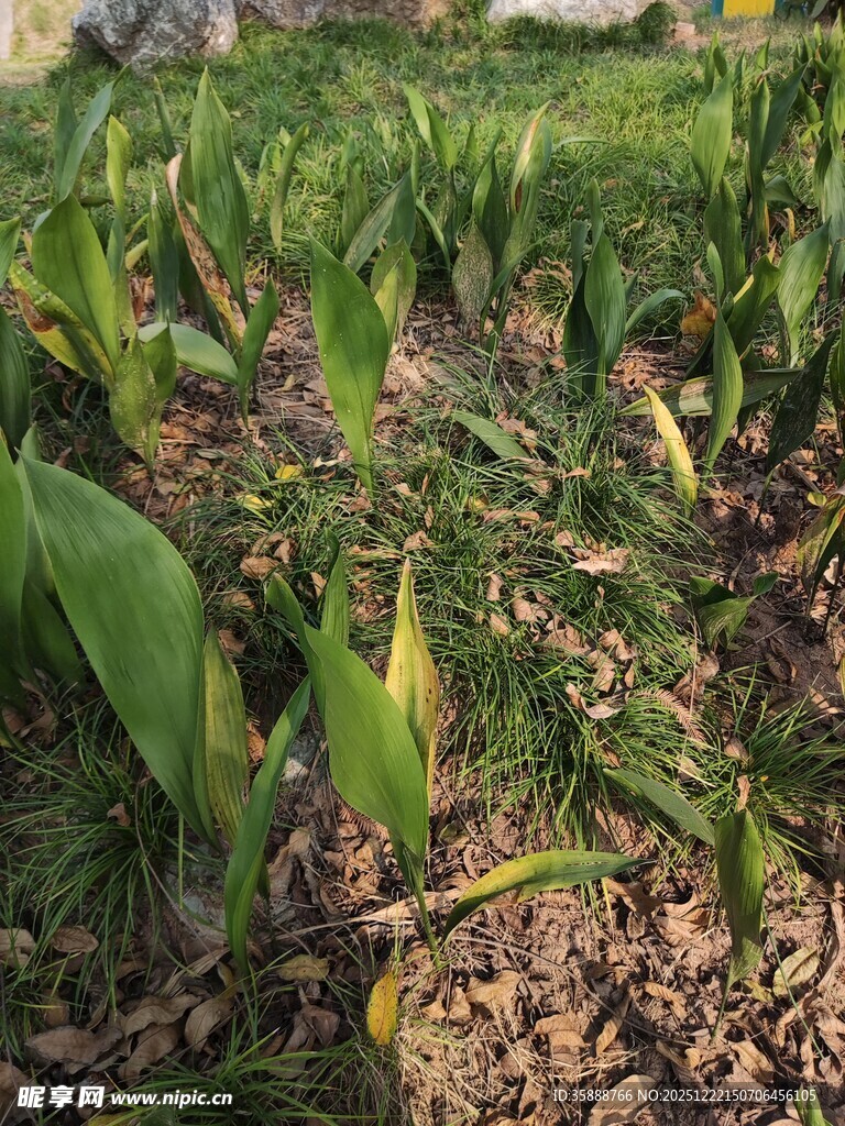 田间嫩绿玉米苗生长景象