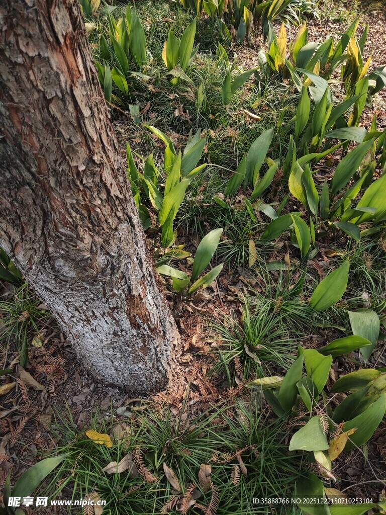 树干旁的翠绿植物