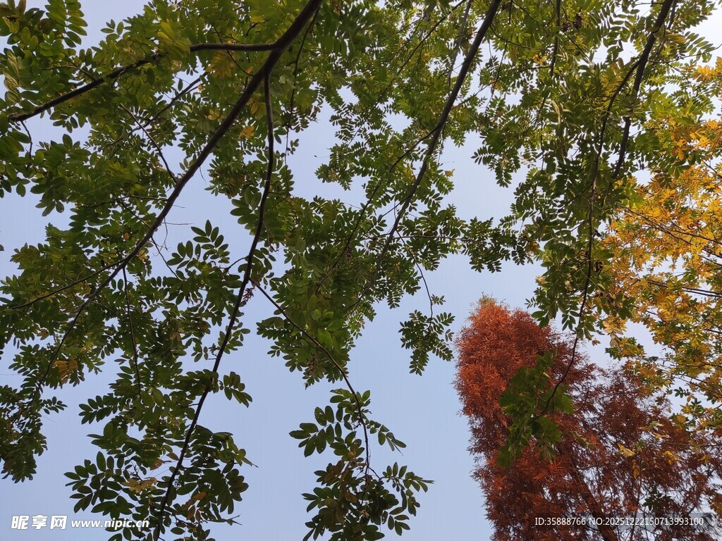 秋日树梢斑斓枝叶映蓝天