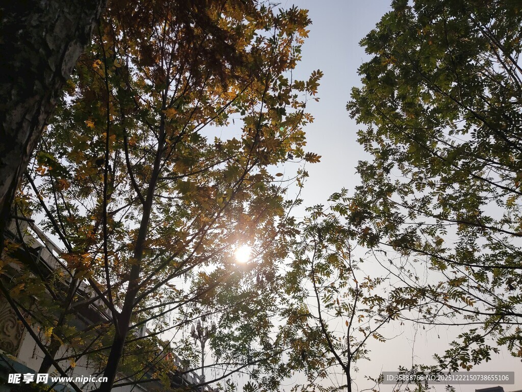 阳光透过树林的美好景象