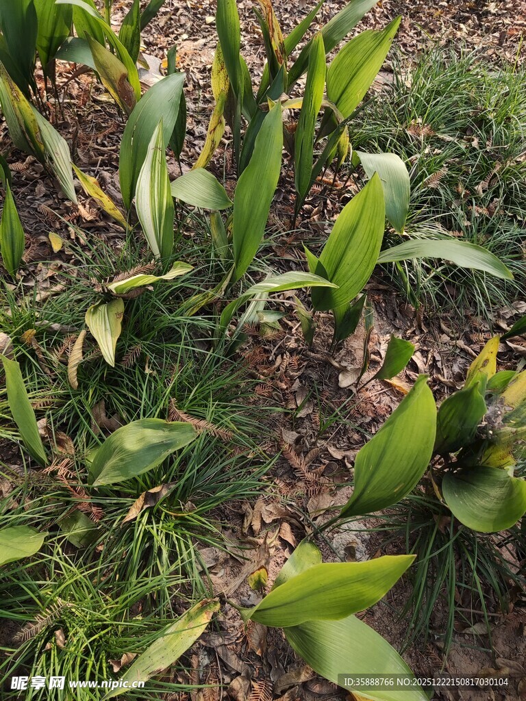 田间葱郁的绿色植物