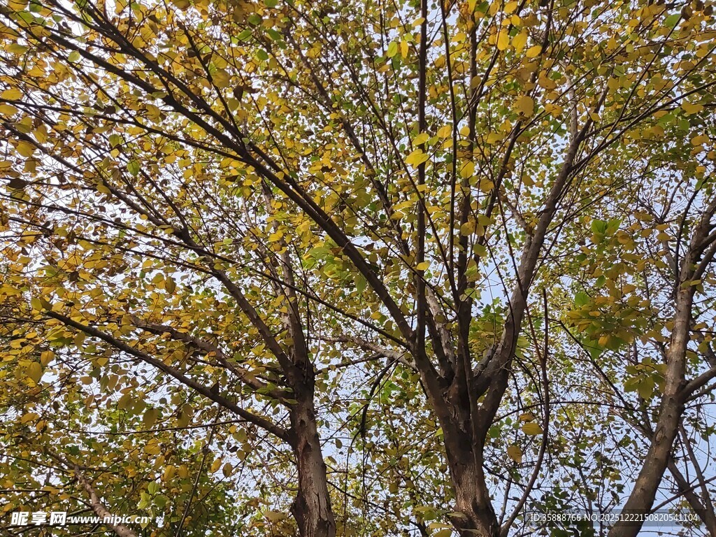 秋日斑斓树枝景象