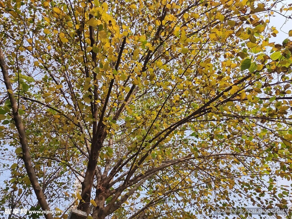秋日金黄树叶的树木景观