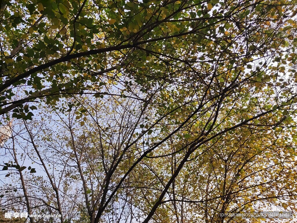 秋日树梢间的斑驳光影