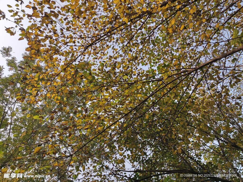 秋日树梢斑斓景致