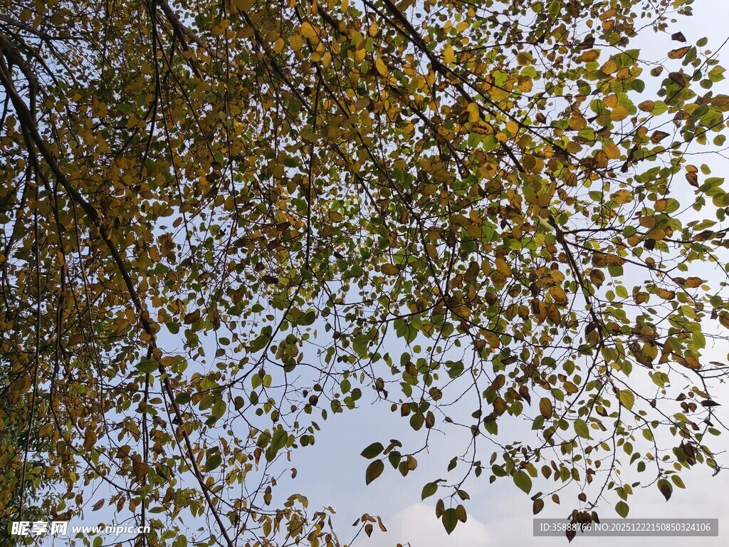 秋日树梢黄叶映天空