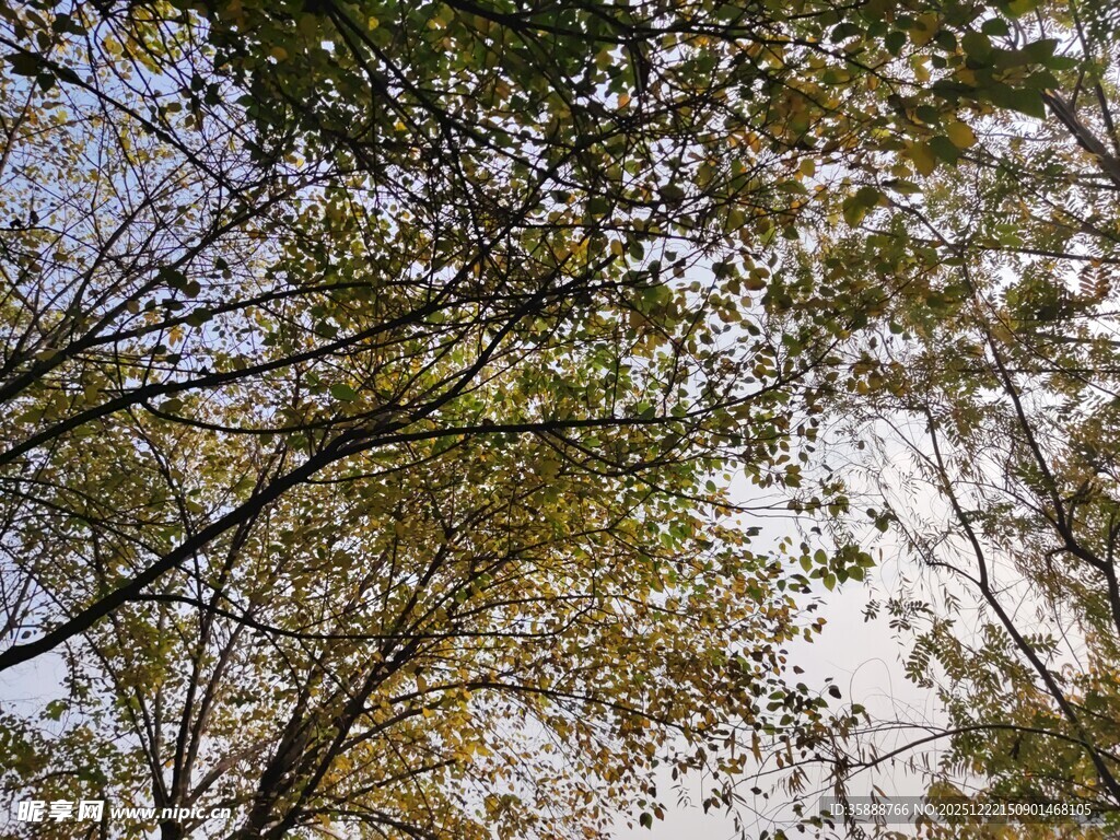 仰视繁茂树枝与斑驳天空