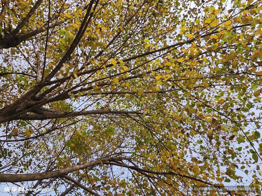 仰视秋日斑斓树枝景象