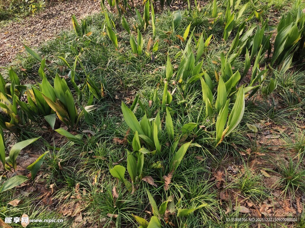 田间嫩绿的植物