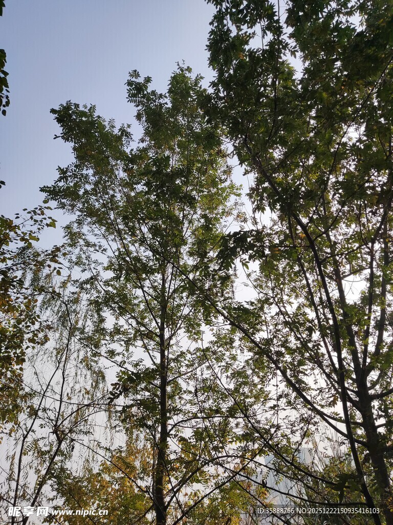 秋日树林中的挺拔树木