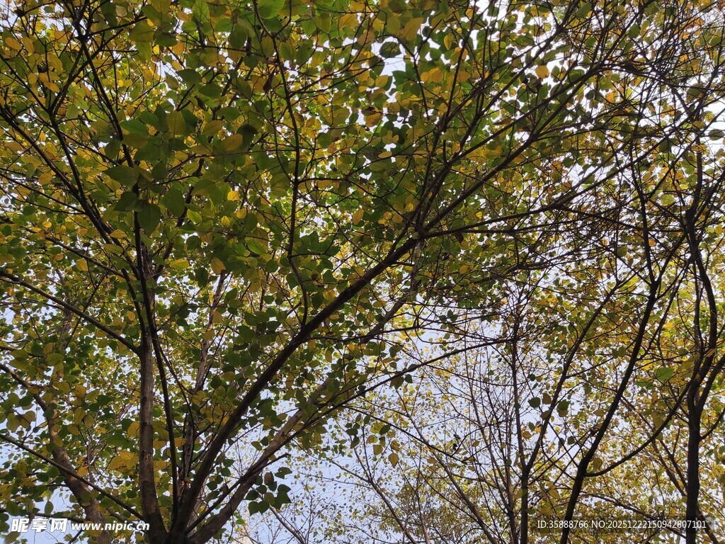 秋日树梢黄绿交织景致