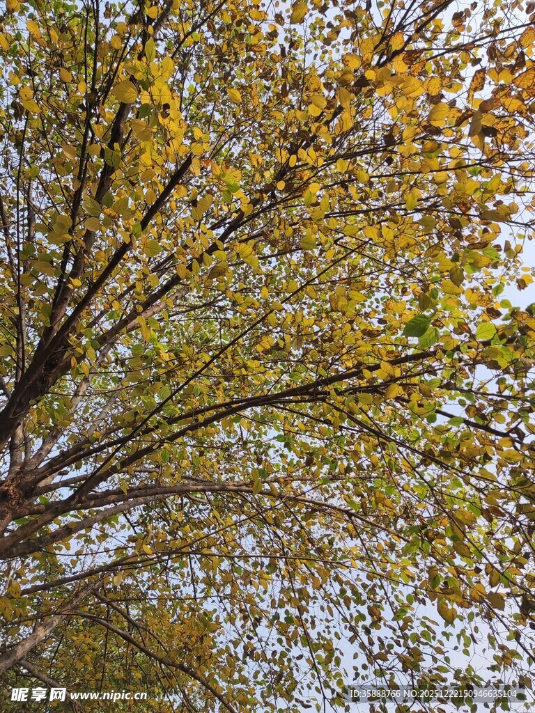 仰视秋日斑斓树枝景象