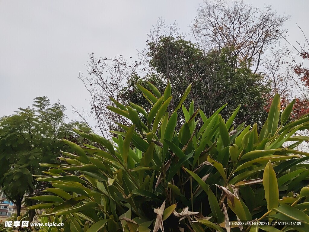 户外翠绿植物景观